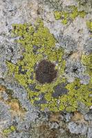 Lichens crustacés sur rocher d'altitude